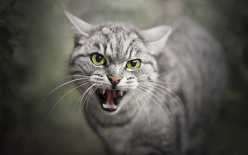 gray cat, fangs, fury, aggressive cat, pets, cats, American shorthair cat, HD wallpaper