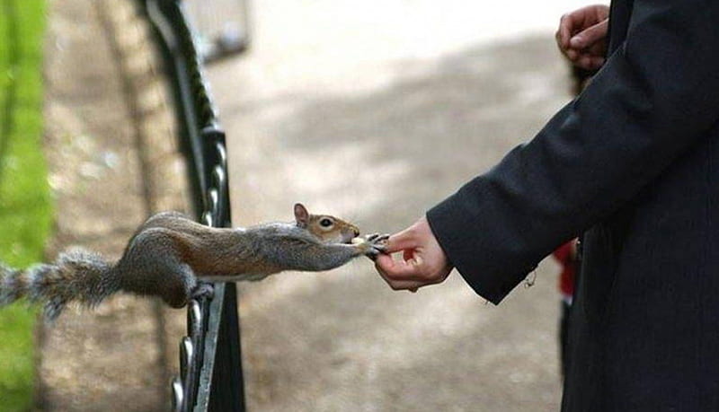 Squirrel, feeding, man, park, HD wallpaper