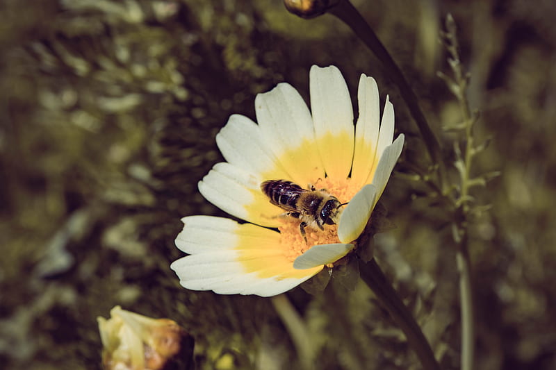 Been on flower, bees, honey, nature, outdore, park, spring, summer, yellow, HD wallpaper