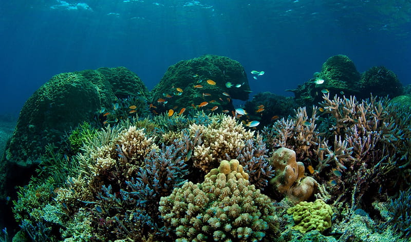 Underwater World, Corals, Fish, Reefs, Sealife, Oceans, Underwater, Nature, HD wallpaper