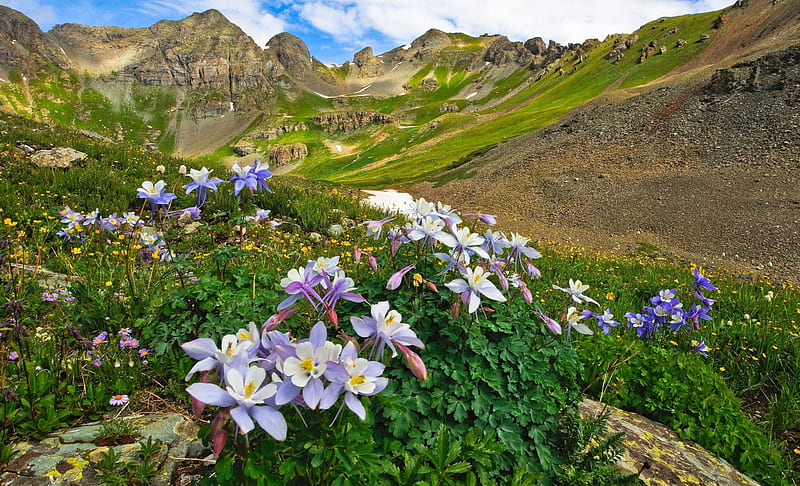 Earth, Landscape, Aquilegia, Colorado, Flower, Meadow, Mountain, USA, Valley, HD wallpaper