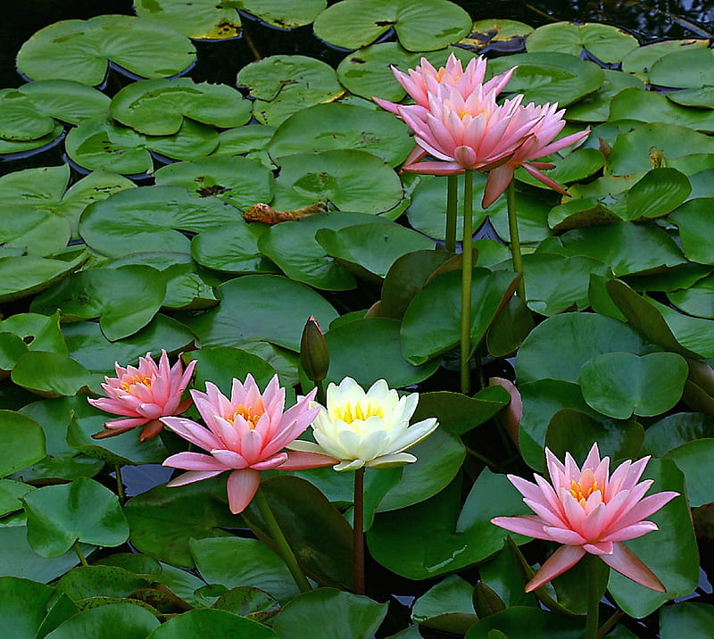 The Lily Pond, beauty, flower, leaves, pink, pretty, HD wallpaper