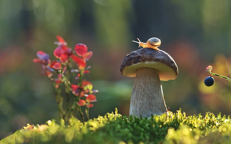 Snail on Mushroom, mushroom, nature, snail, animal, HD wallpaper