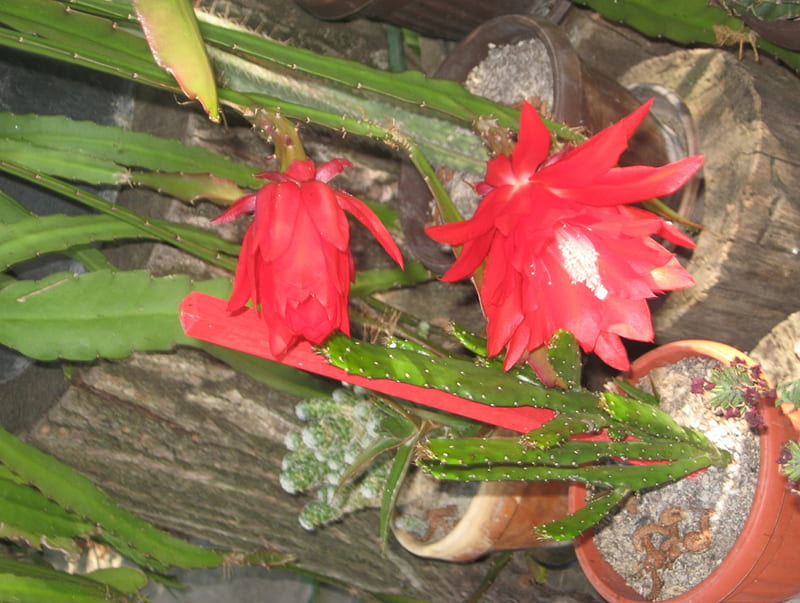 red beauty in my garden, flower, red, cactus, bloom, HD wallpaper