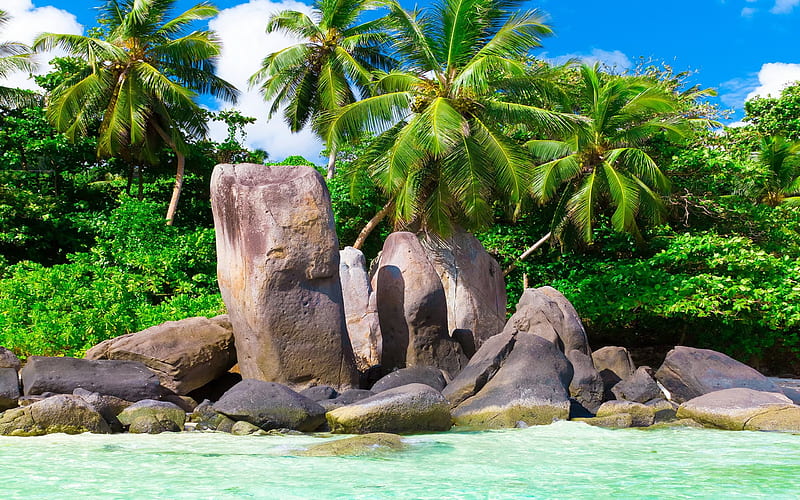 Maldives, beach, palm trees, tropical islands, summer, ocean, HD wallpaper