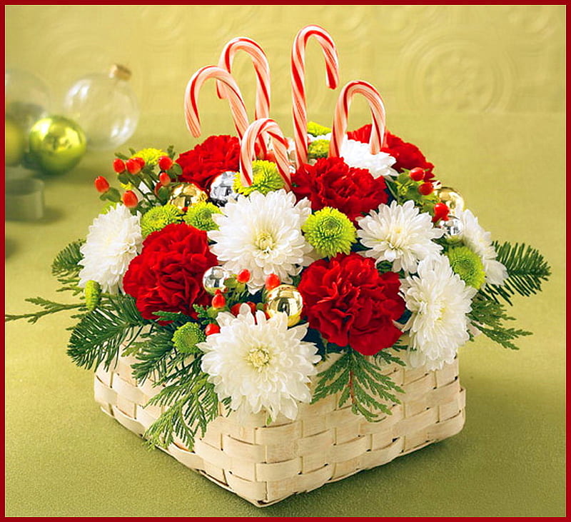 A basket of Christmas, red, candy canes, green, christmas, basket, colors, white, carnations, HD wallpaper
