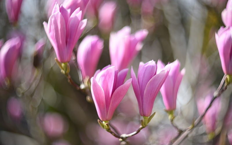 Magnolia, tree, spring, pink, flowering, HD wallpaper