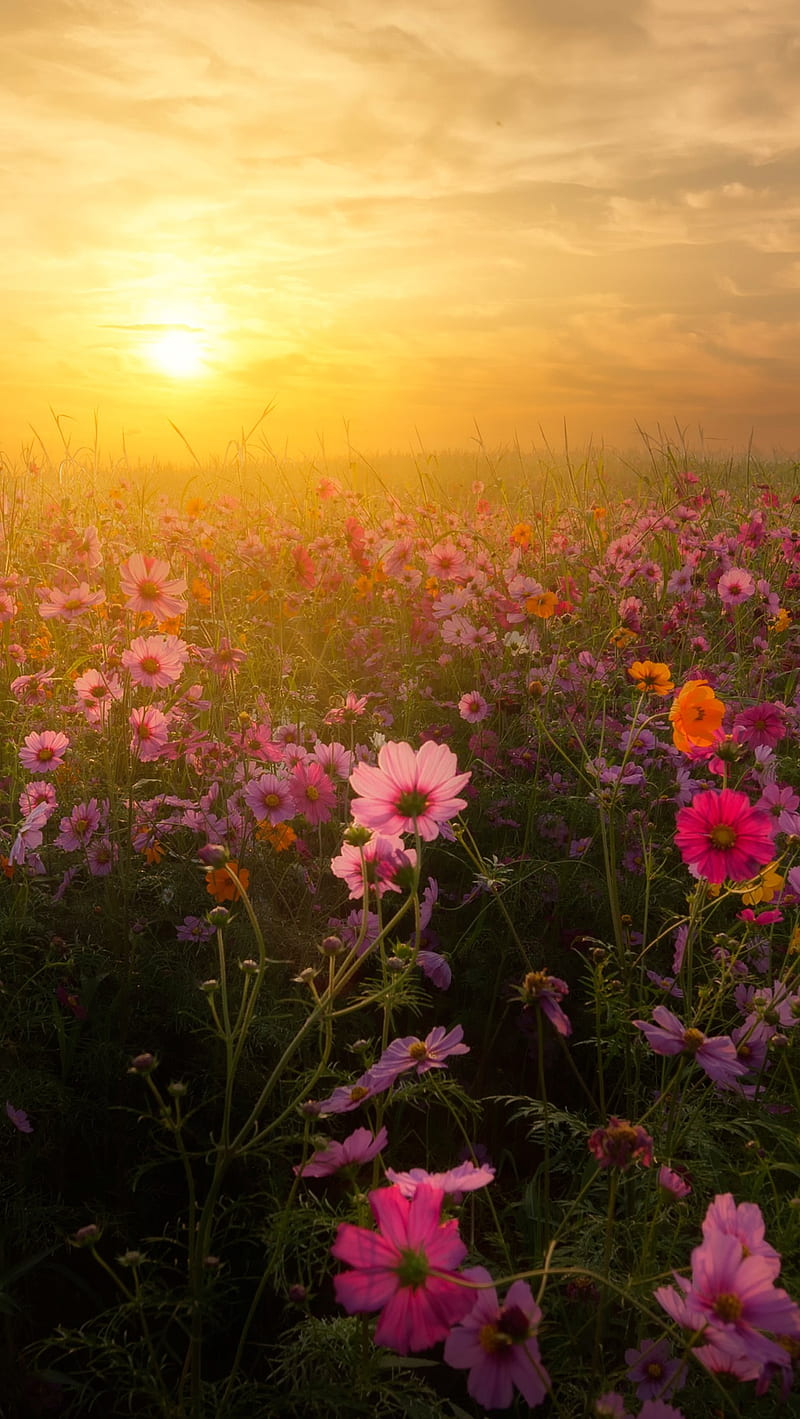 Sunrise, bonito, flower, flowers, morning, nature, pink, sun, HD phone wallpaper
