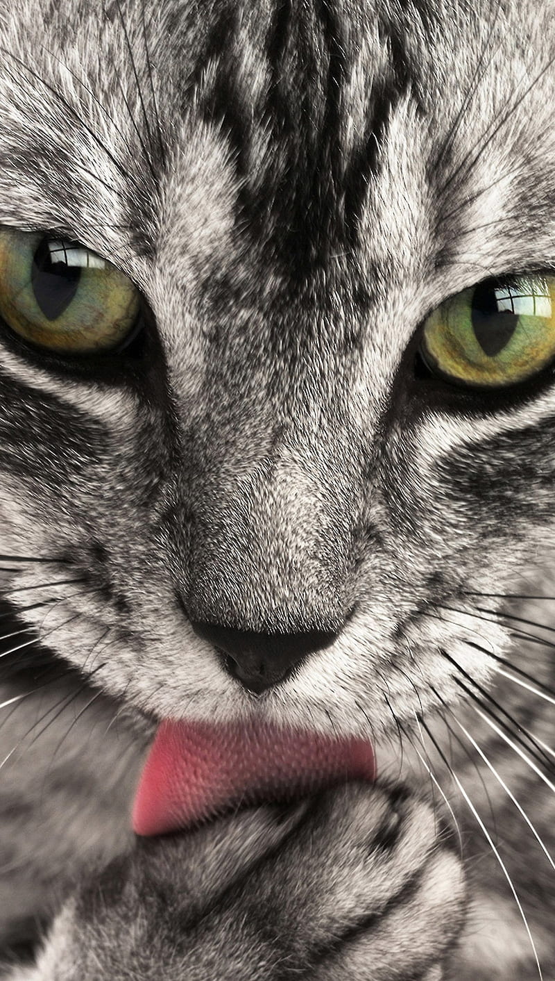 Cat, grey cat, paw, HD phone wallpaper