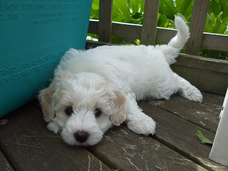 Tired Puppy relaxing after a long game of tackle, outside, cute, fluffy, relax, pup, white, deck, puppy, HD wallpaper