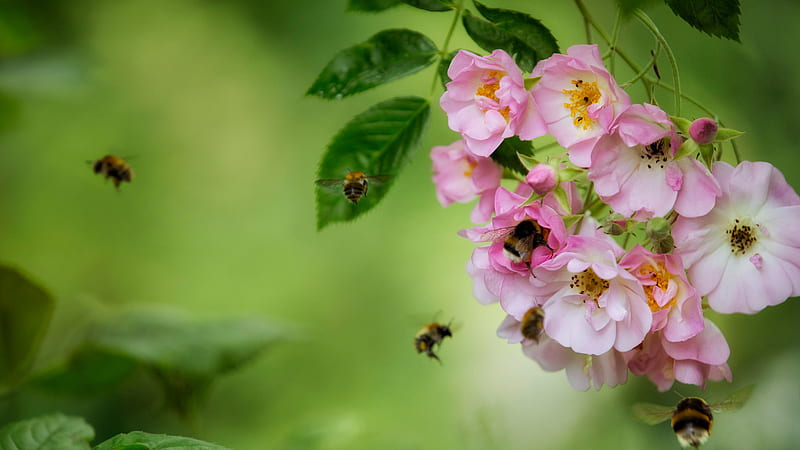 Bumblebees Are Flying Aorund Rose Blossom Flowers Animals, HD wallpaper