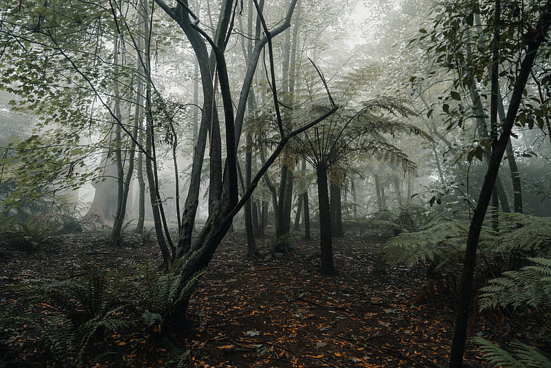 forest, fog, trees, fern, tropics, HD wallpaper