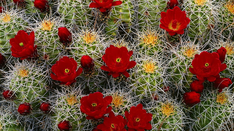 Cactus, red, bloom, buds, needles, flower, flowers, nature, blooms, HD wallpaper