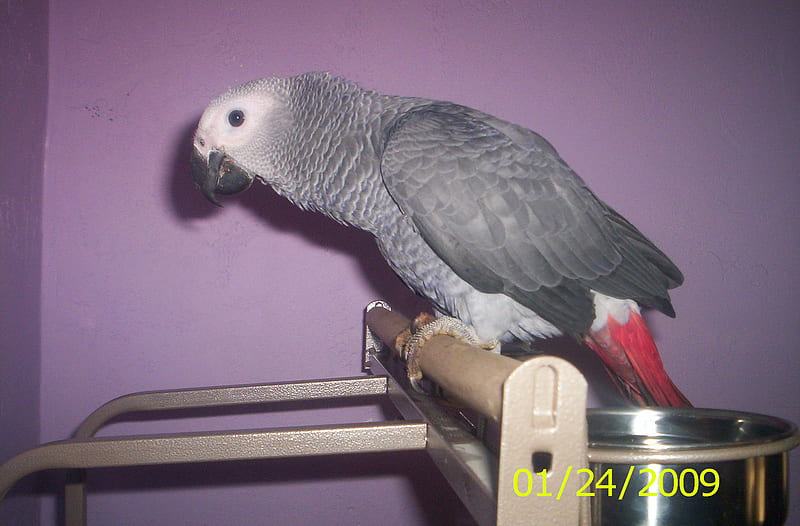 Congo African Grey Parrot , this is a individual owned bird, HD wallpaper