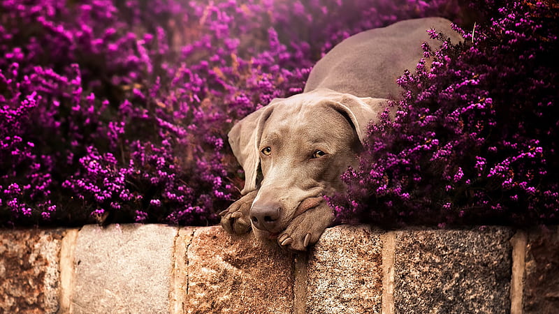 Weimaraner Dog Is Sitting In Between Purple Flowers Plants Dog, HD wallpaper
