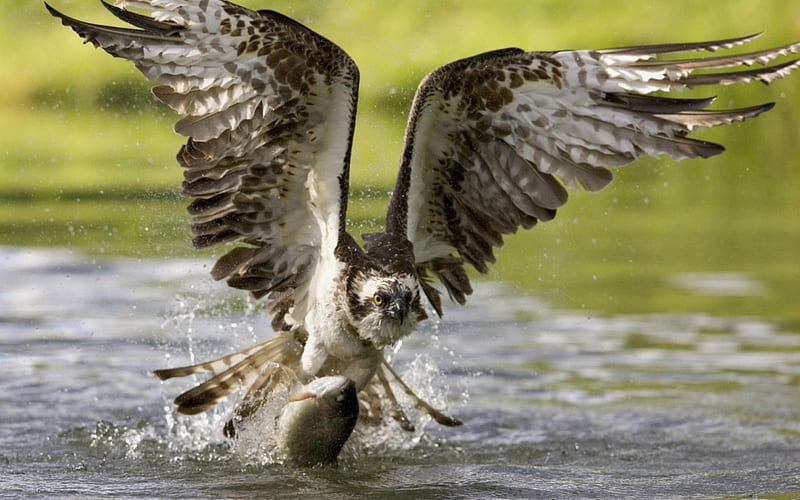 The Osprey Hawk Fishing, digital, art, bonito, abstract, HD wallpaper