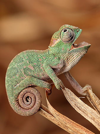 Funny Chameleon, lizard, reptile, reptiles, HD phone wallpaper | Peakpx