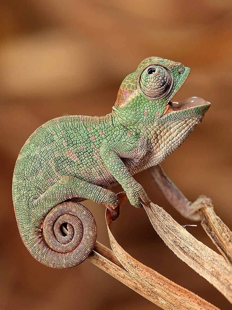 Funny Chameleon, lizard, reptile, reptiles, HD phone wallpaper