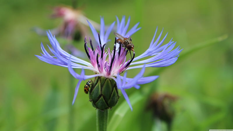 fly on flower, flower, insect, fly, blue, HD wallpaper