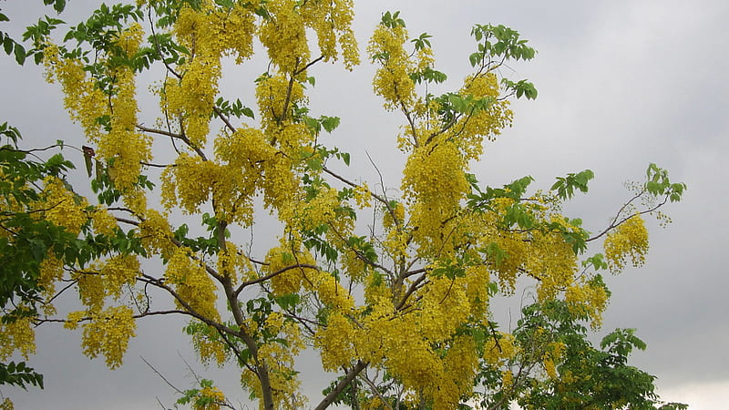 Golden Shower Tree, Cassia fistula, Roadside trees, bonito, HD wallpaper