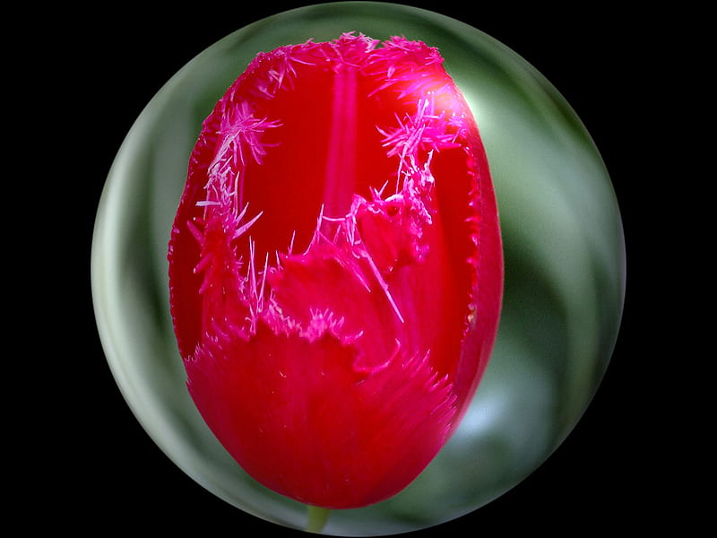 Tulip in a Globe, red, frilly, graphy, flower, tulip, floral, HD wallpaper