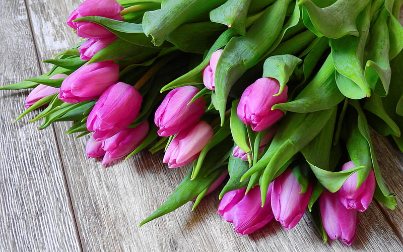 pink tulips, gray wood background, spring flowers, tulips, beautiful pink flowers, HD wallpaper
