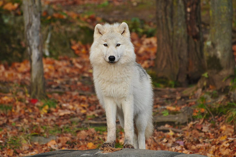 White and Black Wolf, HD wallpaper