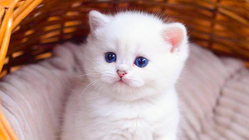 Blue Eyes White Fur Cat Kitten Inside Bamboo Basket Kitten, HD wallpaper