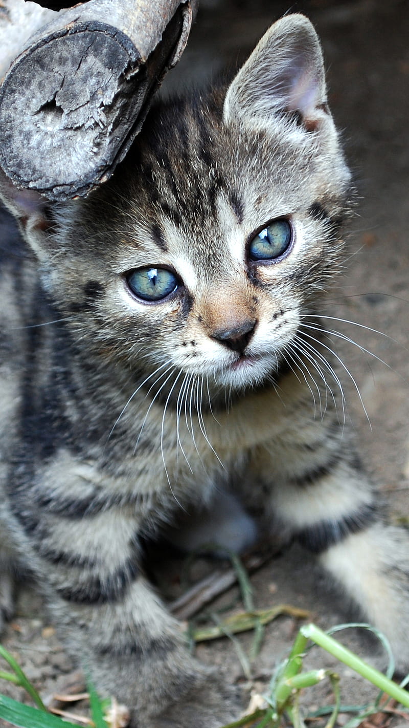 Grey Kitten Animal Animals Baby Animal Baby Cat Blue Eyes Cat Cats Cute Hd Mobile Wallpaper Peakpx