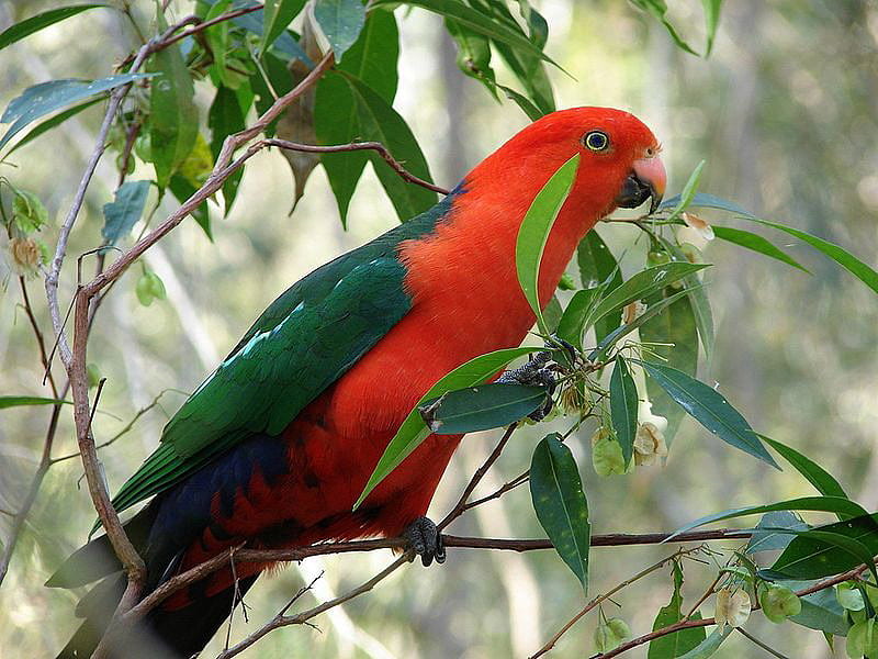 KING PARROT -MALE, red, male, parrot, green, HD wallpaper