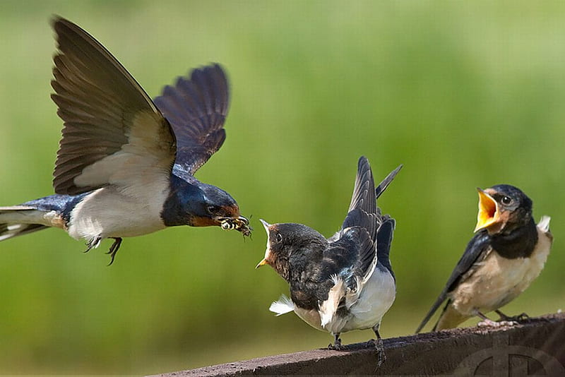 Feed Time, birds, cool, HD wallpaper
