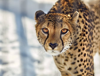 Cheetah Close Up, cheetah, animals, predator, HD wallpaper