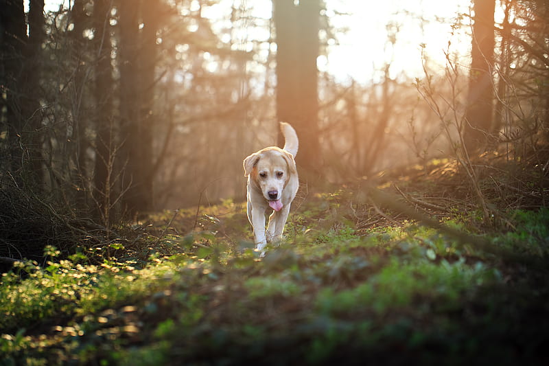 Labrador Retriever, labrador-retriever, dog, animals, labrador, HD wallpaper