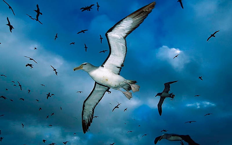 Albatross, wings, birds, sky, clouds, fly, bird, flying, animals, blue, HD wallpaper