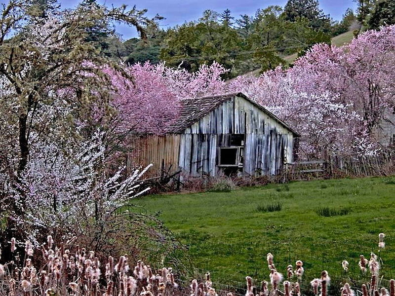 Weathered Barn Surrounded by Fresh Sakura, pretty, sakura, spring, old, weather, run down, cherry tree, barn, blossom, abondon, nature, pink, HD wallpaper