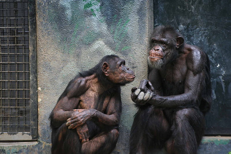 I'll tell you this- Us apes have got to stick together, if we are to survive, monkey, apes, people, entertainment, HD wallpaper