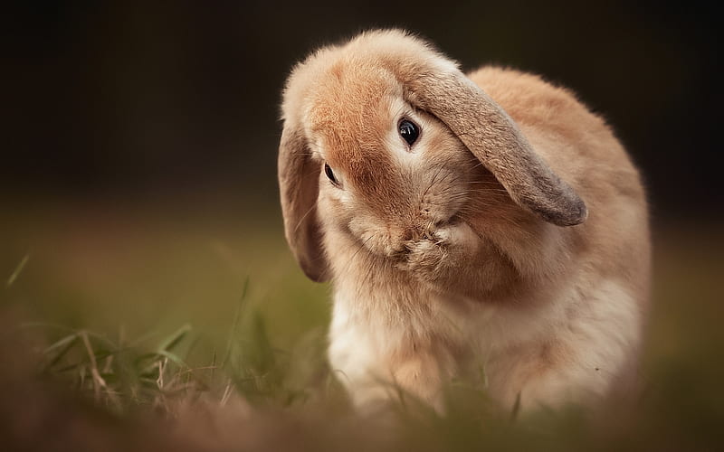 cute rabbit, bokeh, cute animals, rabbit in grass, funny animals, rabbit, HD wallpaper