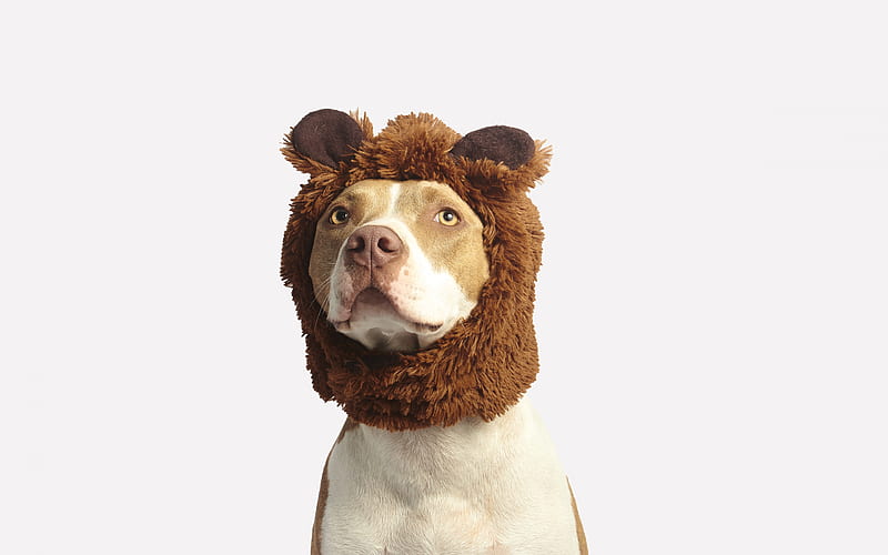 Pit Bull funny dog, Pit Bull Terrier, pets, dogs, Pit Bull Dog, HD wallpaper