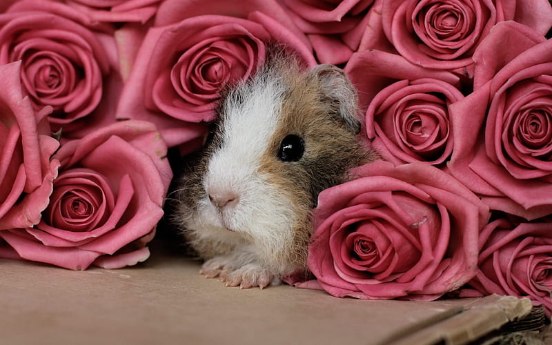 Guinea pig, roses, cute animals, pink roses, HD wallpaper