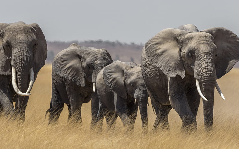 African elephants, wildlife, field, elephants, Africa, savannah, little baby elephant, HD wallpaper