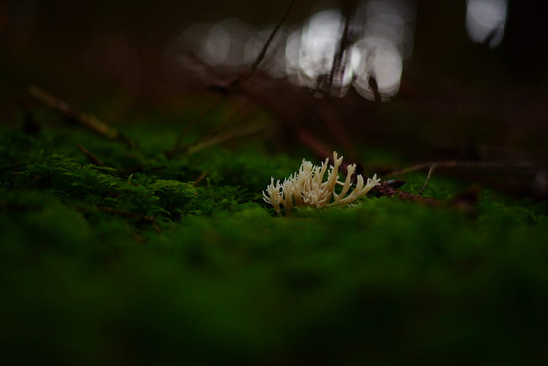 mushrooms, moss, macro, closeup, HD wallpaper