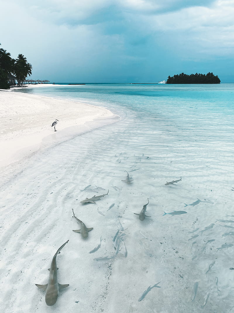 Shark Hunting , Maldives, beach, bird, fish, island, resort, sky, travel, tropical, HD phone wallpaper