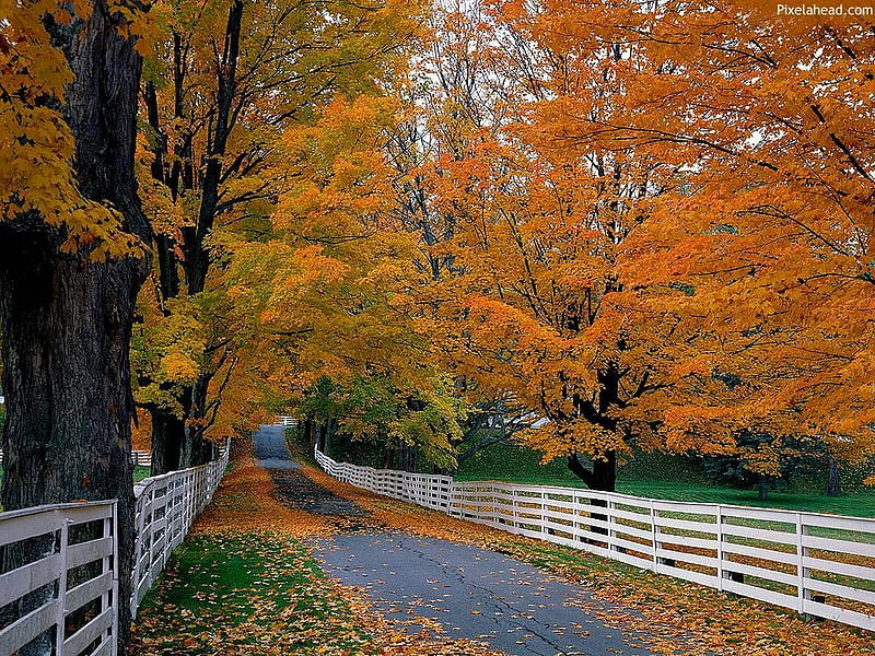 fenced lined autumn road, fence, autumn, white, trees, HD wallpaper