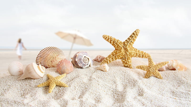 Seashells Stardew Oyster Crab Shells On White Beach Sand Sand, HD wallpaper
