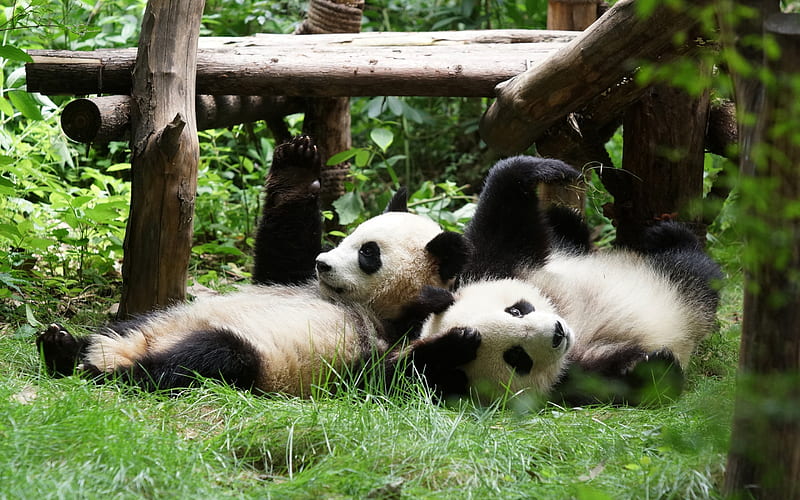 two pandas, zoo, cute animals, funny animals, Ailuropoda melanoleuca, lying pandas, panda, HD wallpaper