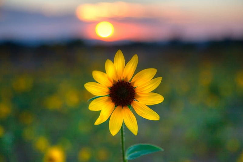  Buenas noches sol, grafía, flor, amarillo, naturaleza, girasol, bonito, puesta de sol, Fondo de pantalla HD