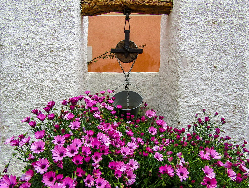 Wishing Wells, wells, wish, purple, flower, pink, HD wallpaper