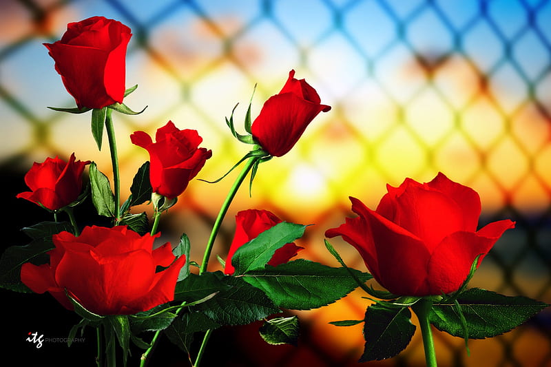 Red Roses Roses Flowers Buds Sunset Hd Wallpaper Peakpx