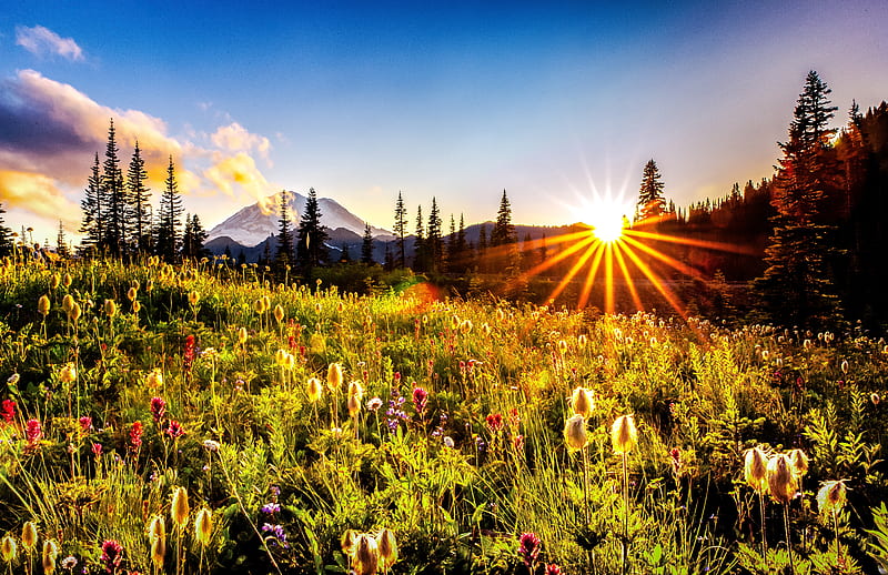 Earth, Sunbeam, Flower, Grass, Landscape, Mount Rainier, Mountain, HD wallpaper