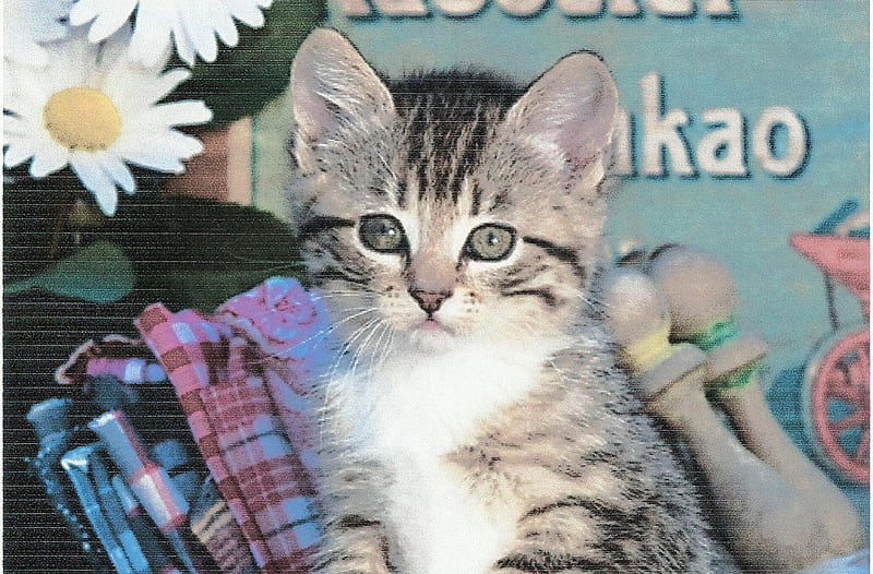 Tabby kitten sitting in old wooden box, cute, paws, tabby, kitten, wooden box, HD wallpaper